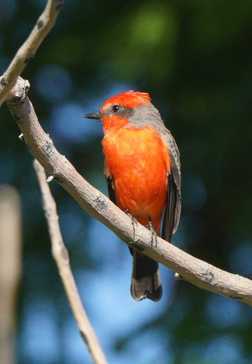 Vermilion Flycatcher - ML644093052