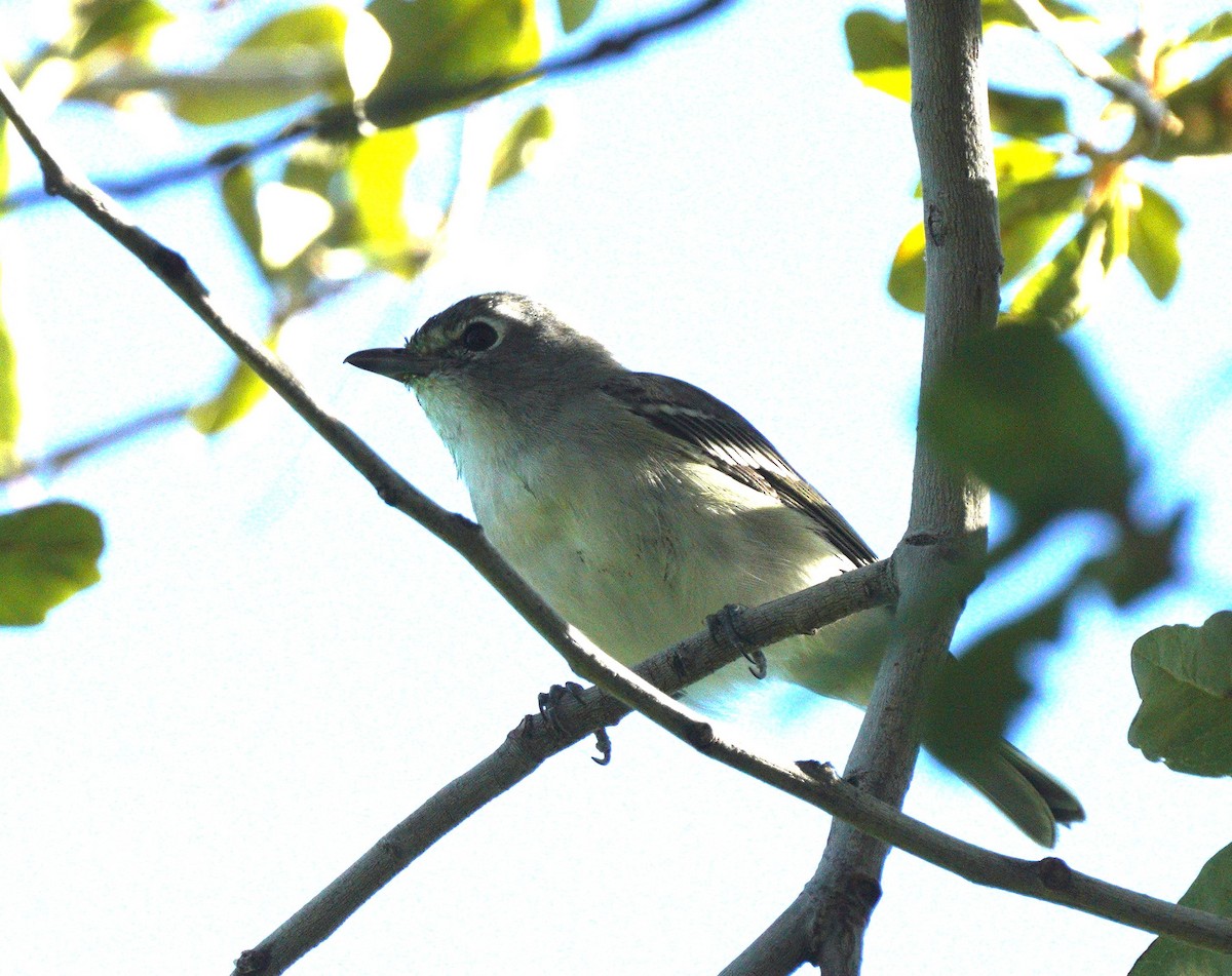 Plumbeous Vireo - ML644093058