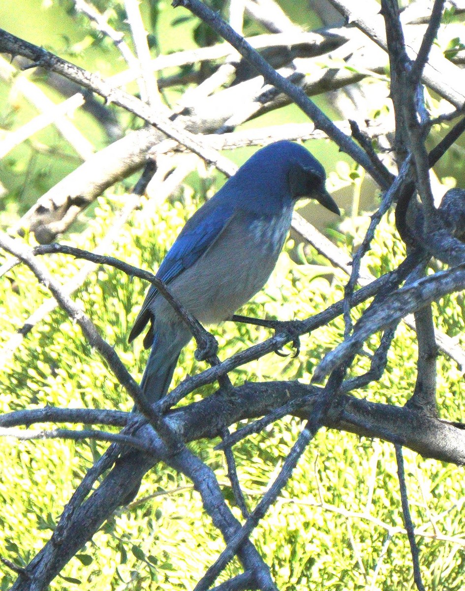 Woodhouse's Scrub-Jay - ML644093067