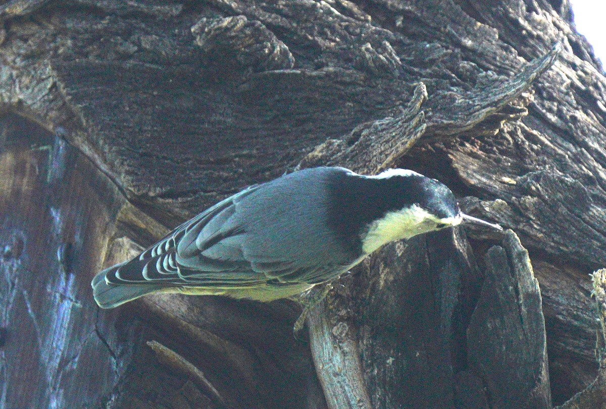 White-breasted Nuthatch - ML644093073