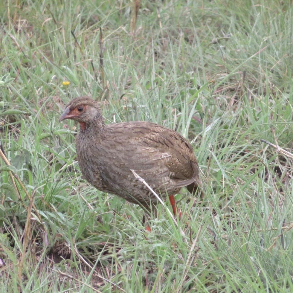 Red-necked Spurfowl - ML644093077