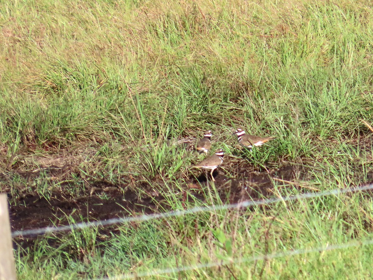 Killdeer - ML644093079
