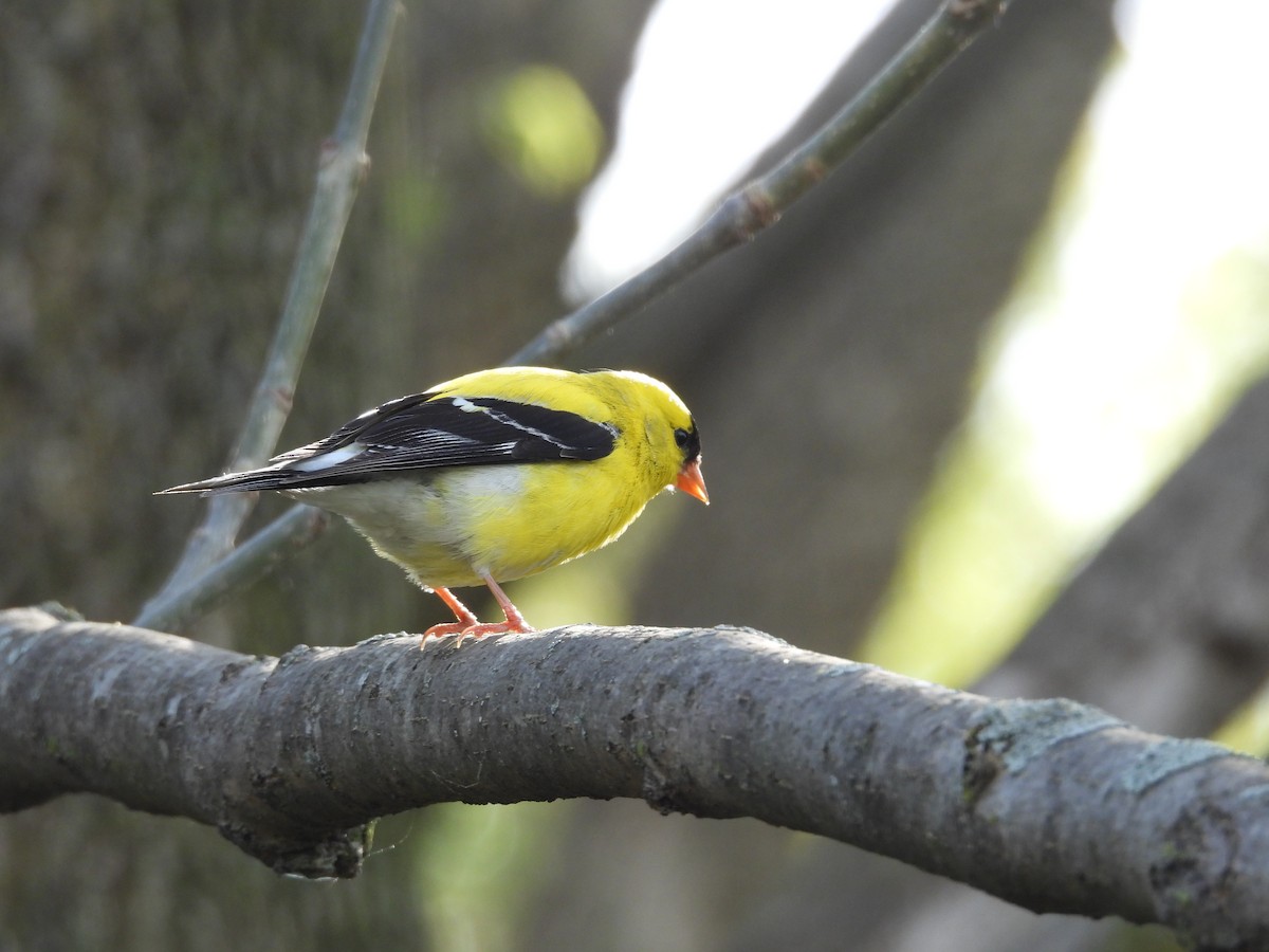 American Goldfinch - ML644093080