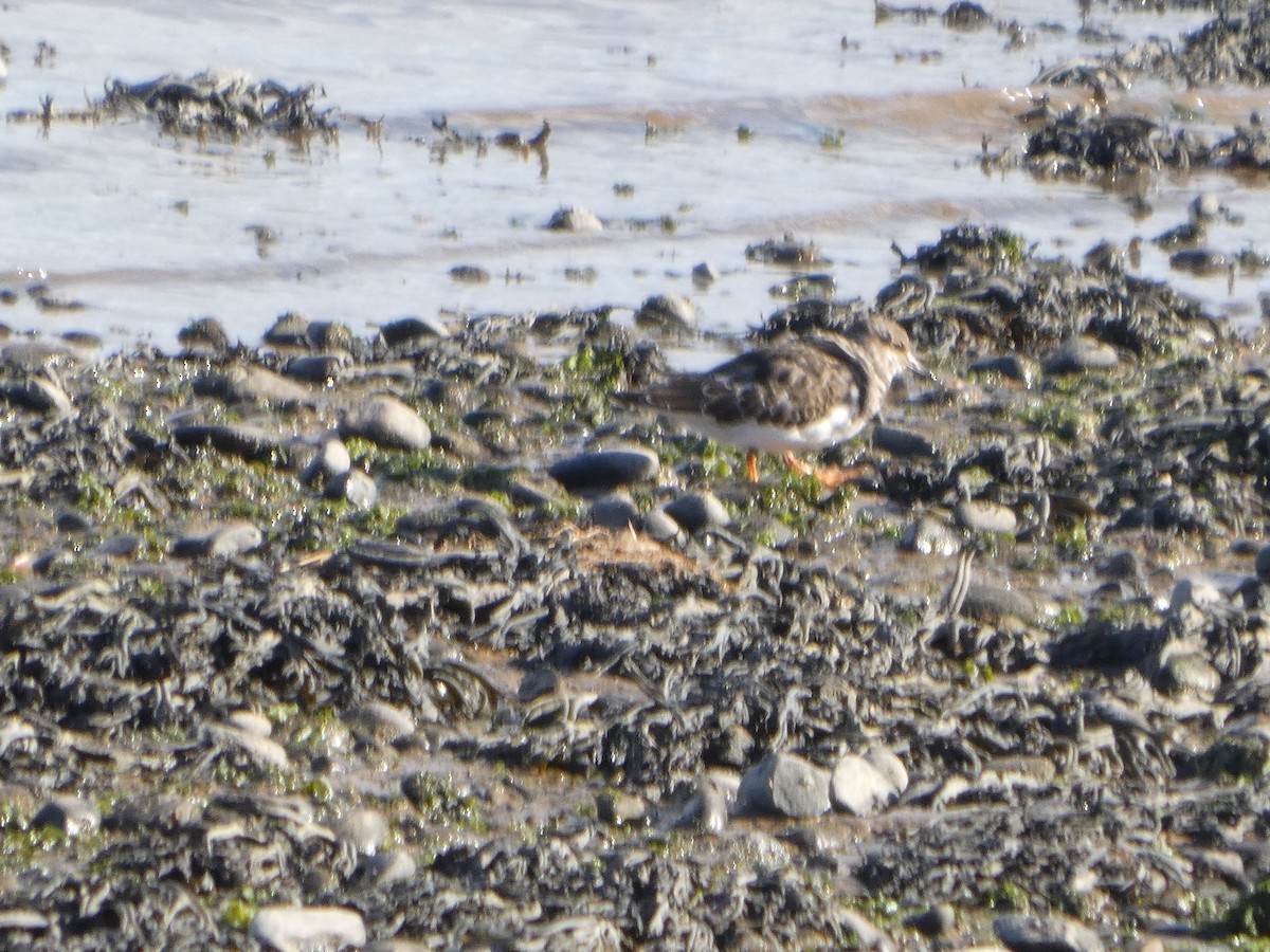 Ruddy Turnstone - ML644093083