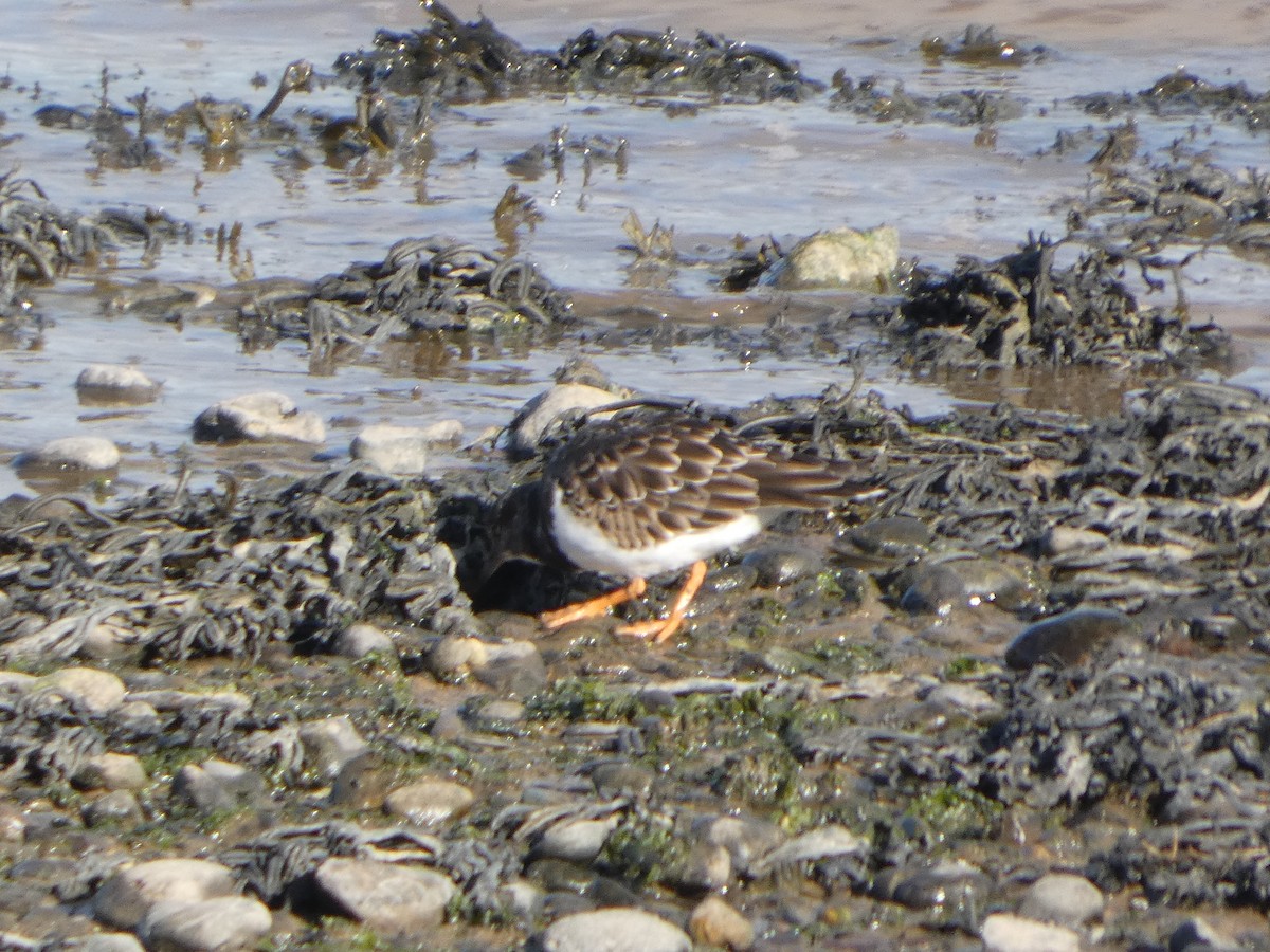 Ruddy Turnstone - ML644093085