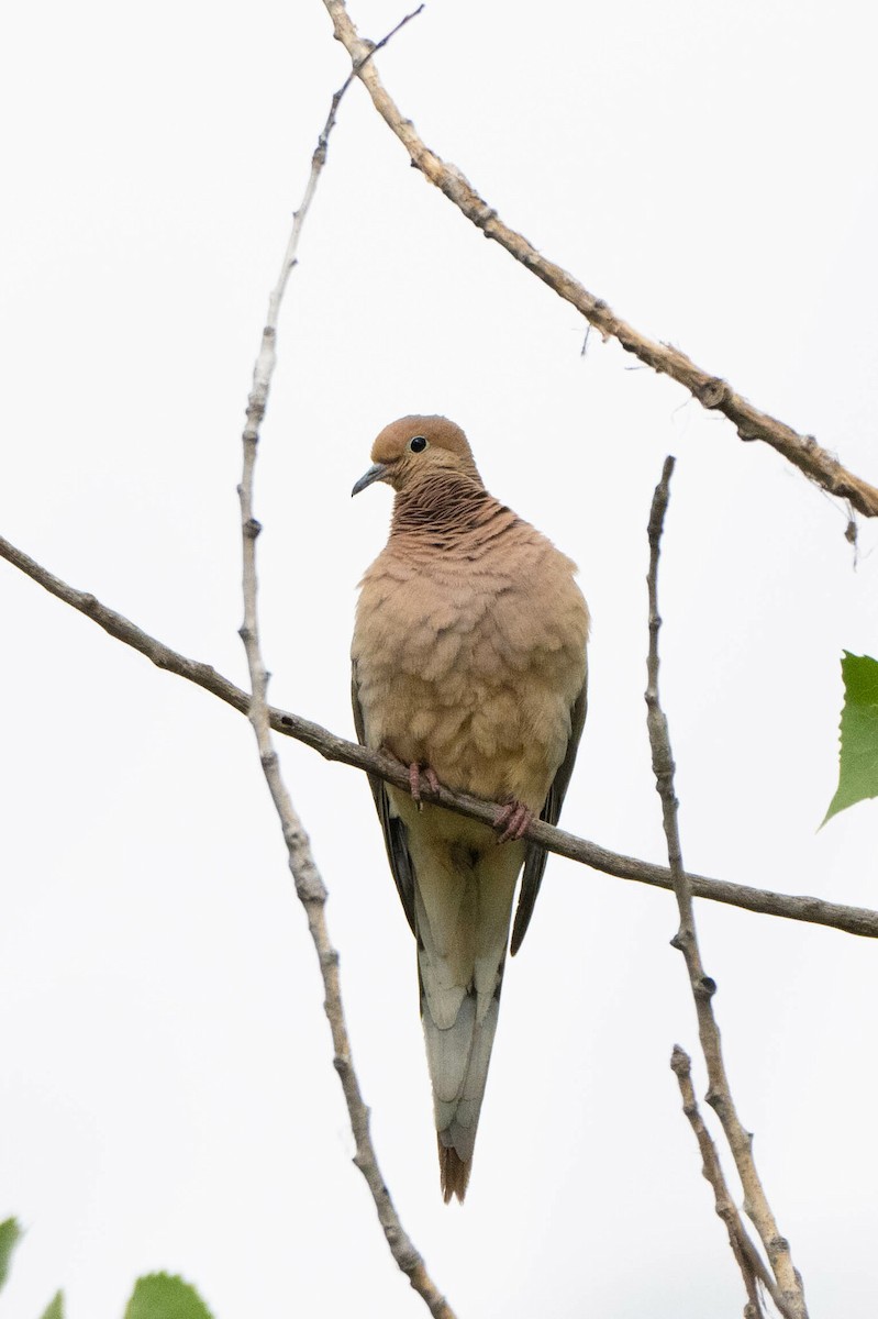 Mourning Dove - ML644093104