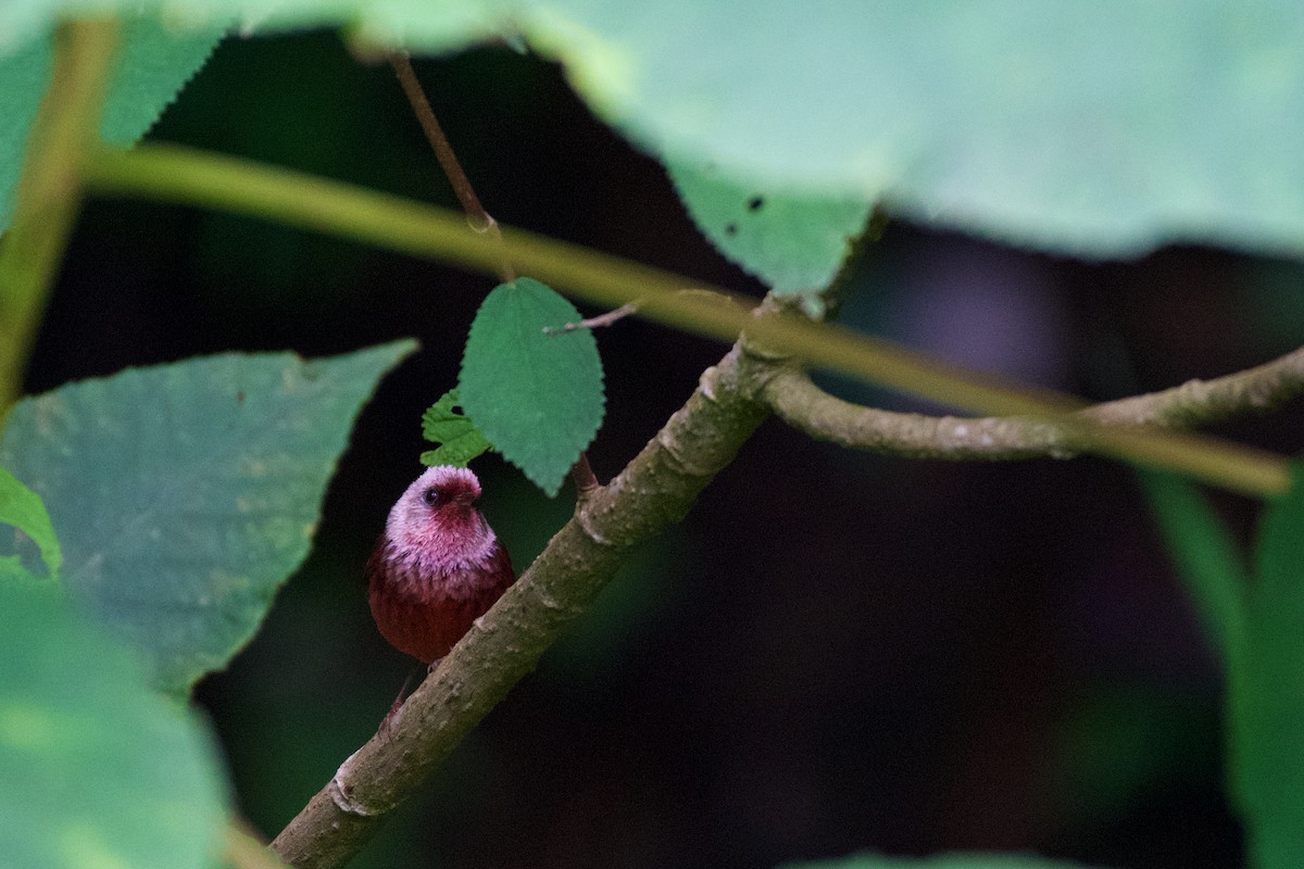 rosenparula - ML644093105