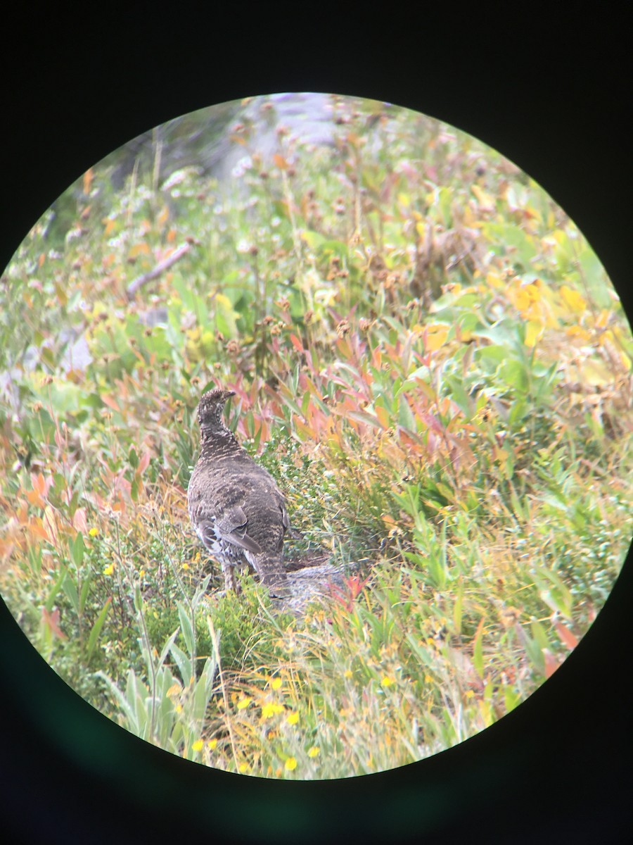 アオライチョウ - ML644093107