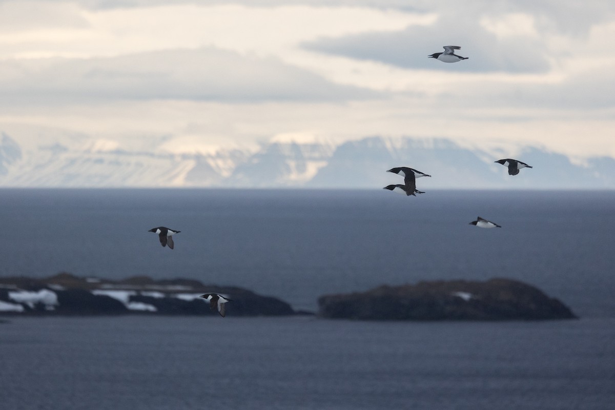 Толстоклювая кайра - ML644093110