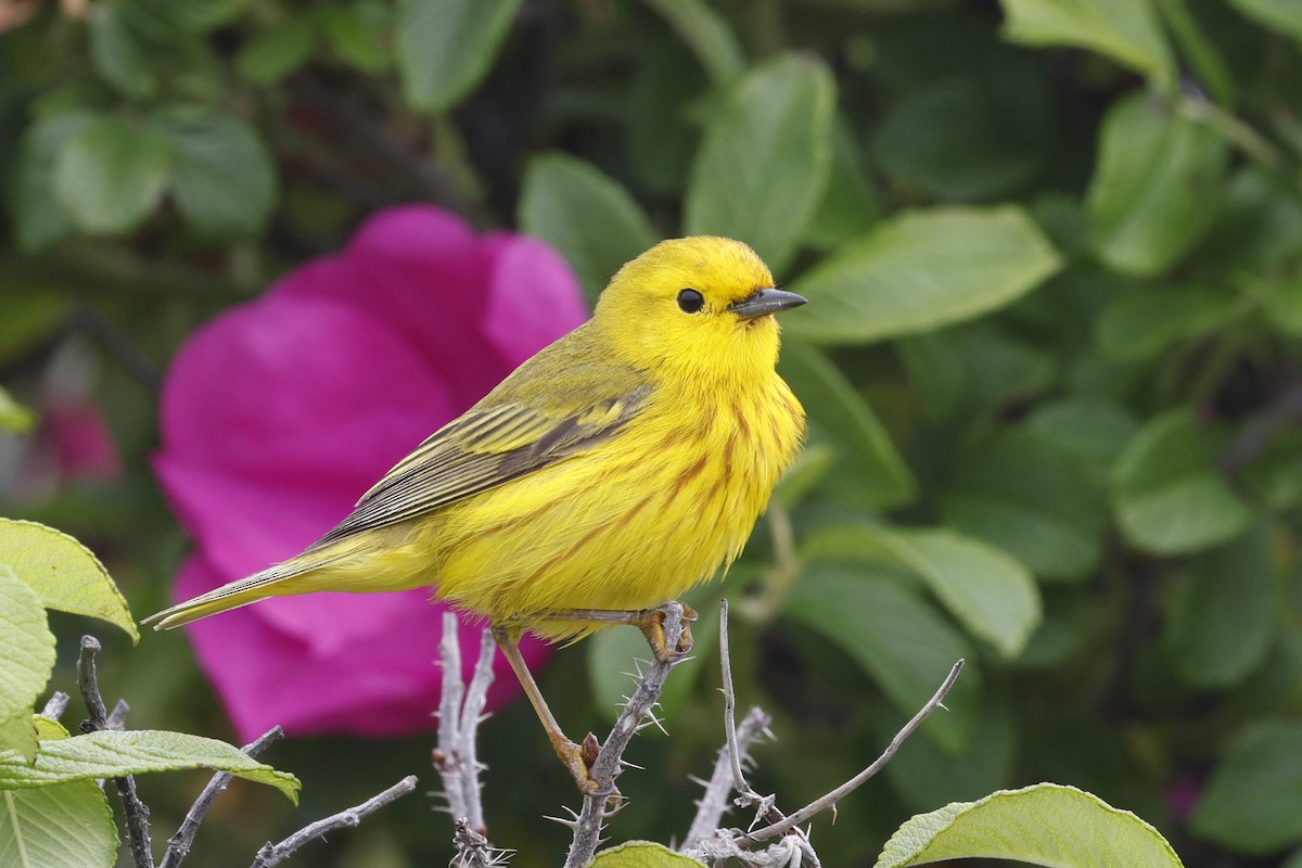 Yellow Warbler (Northern) - ML644093113