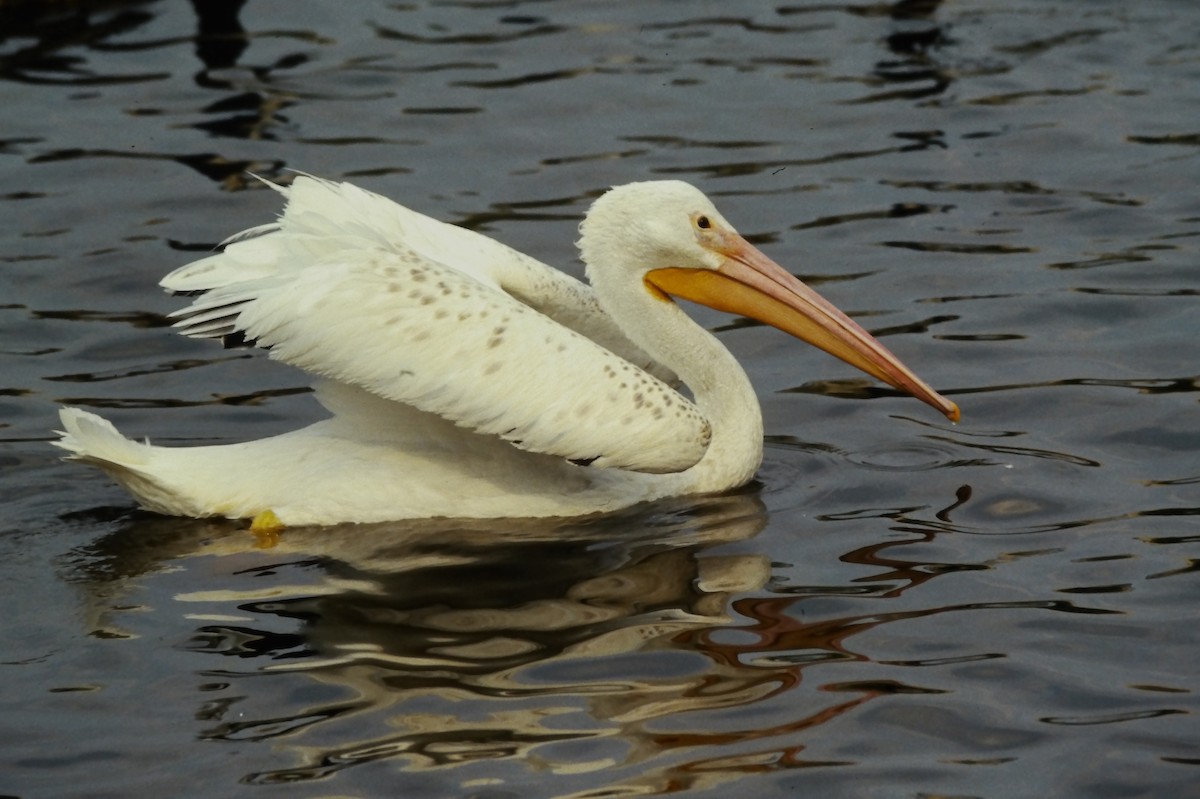 Pelícano Norteamericano - ML644093121