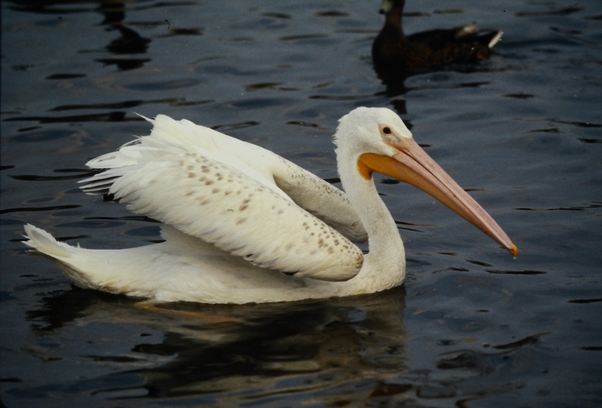 Pelícano Norteamericano - ML644093122