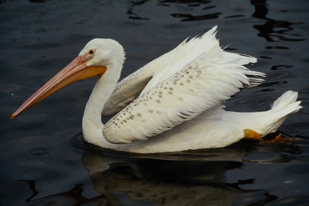 Pelícano Norteamericano - ML644093123