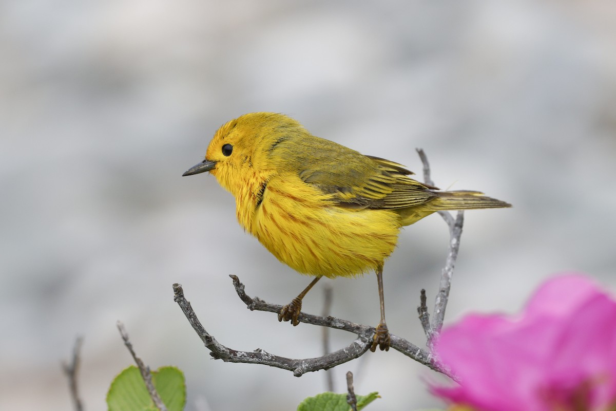 Yellow Warbler (Northern) - ML644093142