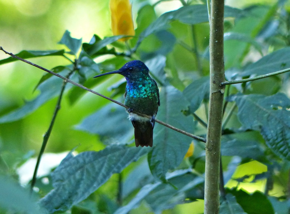 Golden-tailed Sapphire - ML644093146