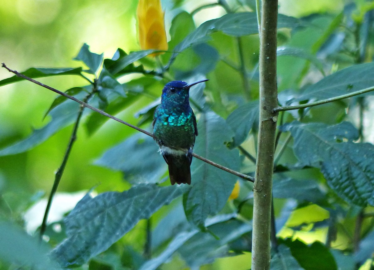 Golden-tailed Sapphire - ML644093147
