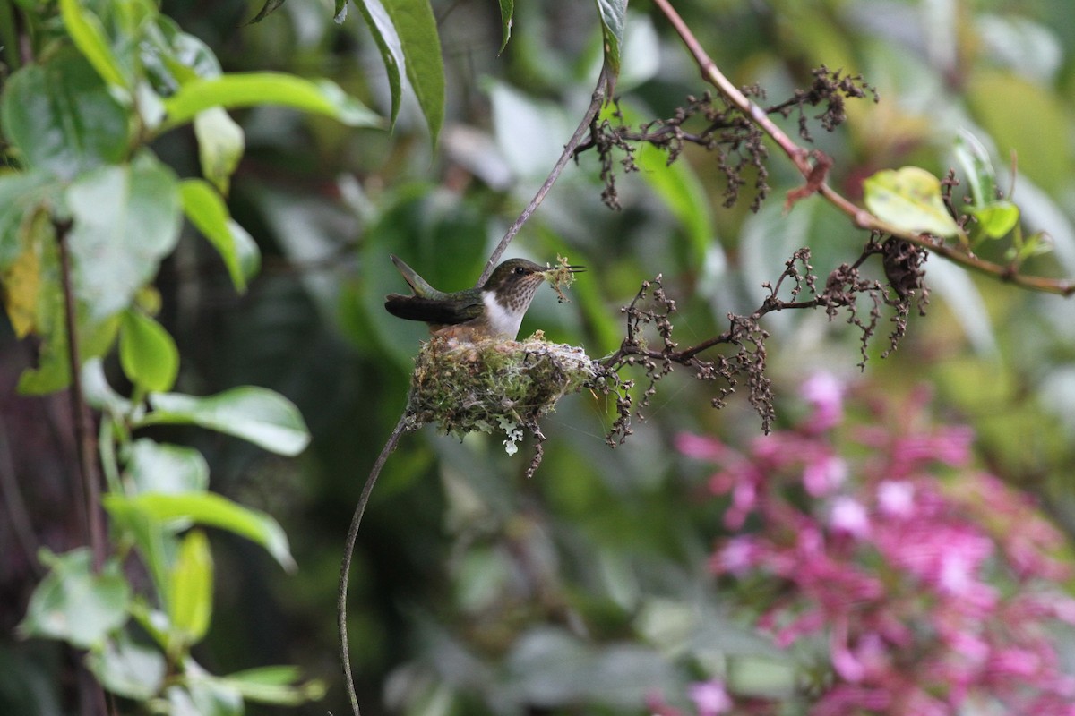 Volcano Hummingbird - ML644093153