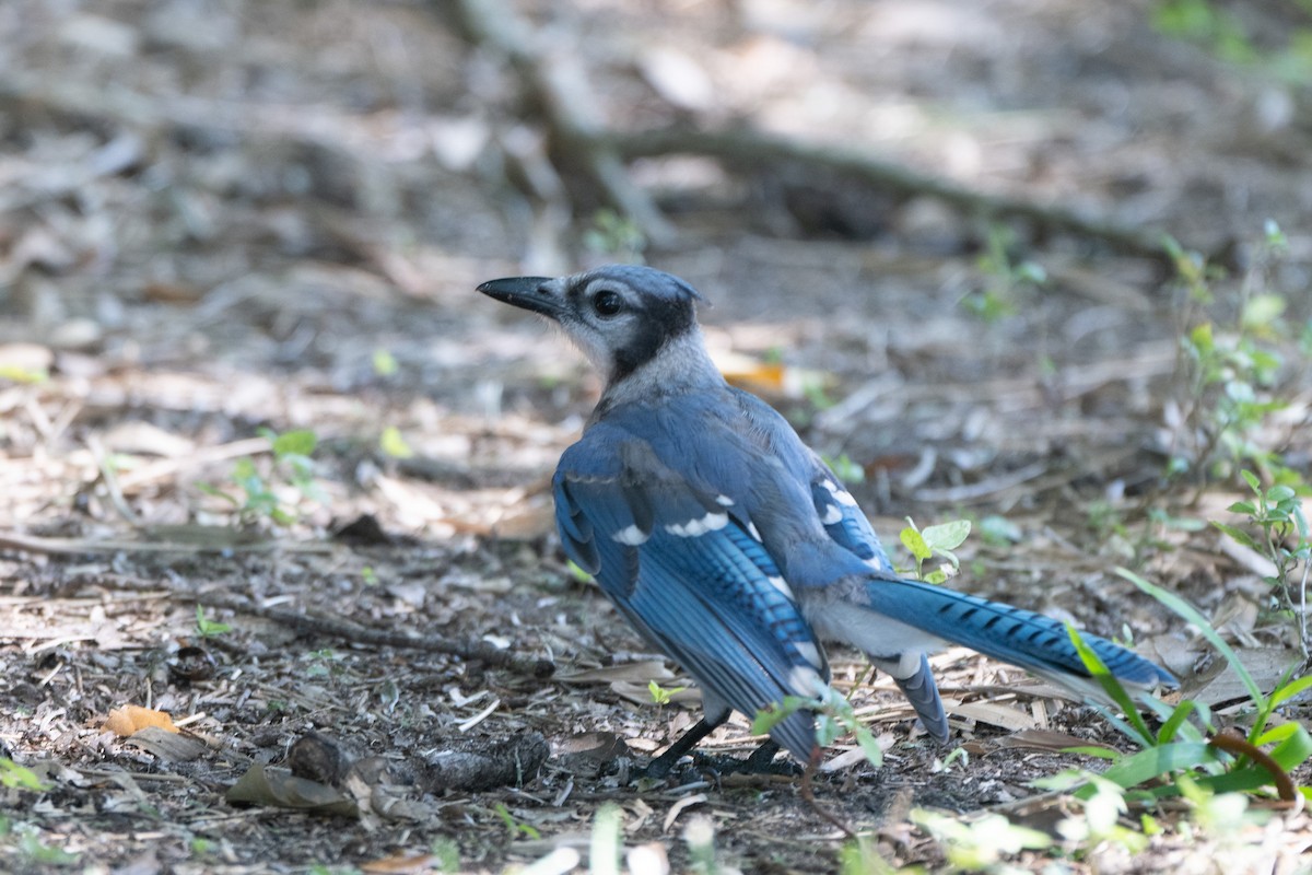 Chara Azul - ML644093155