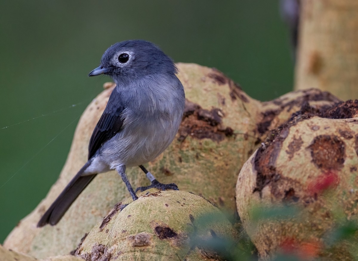White-eyed Slaty-Flycatcher - ML644093163