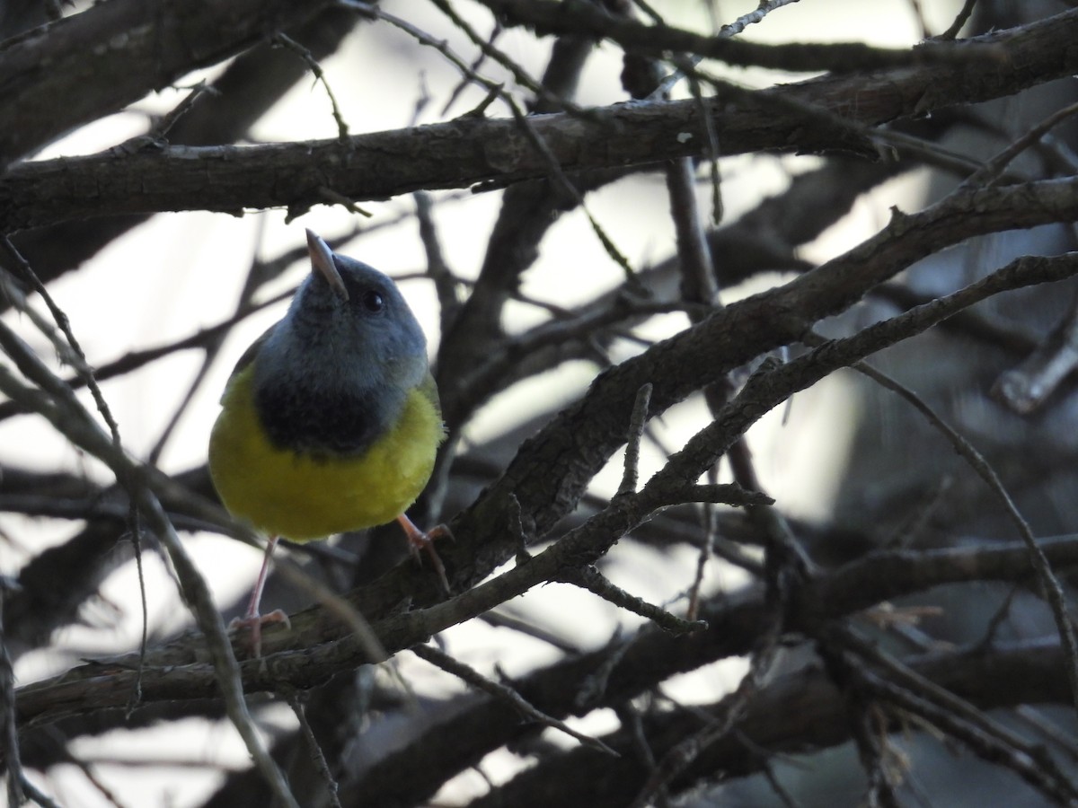 Mourning Warbler - ML644093169