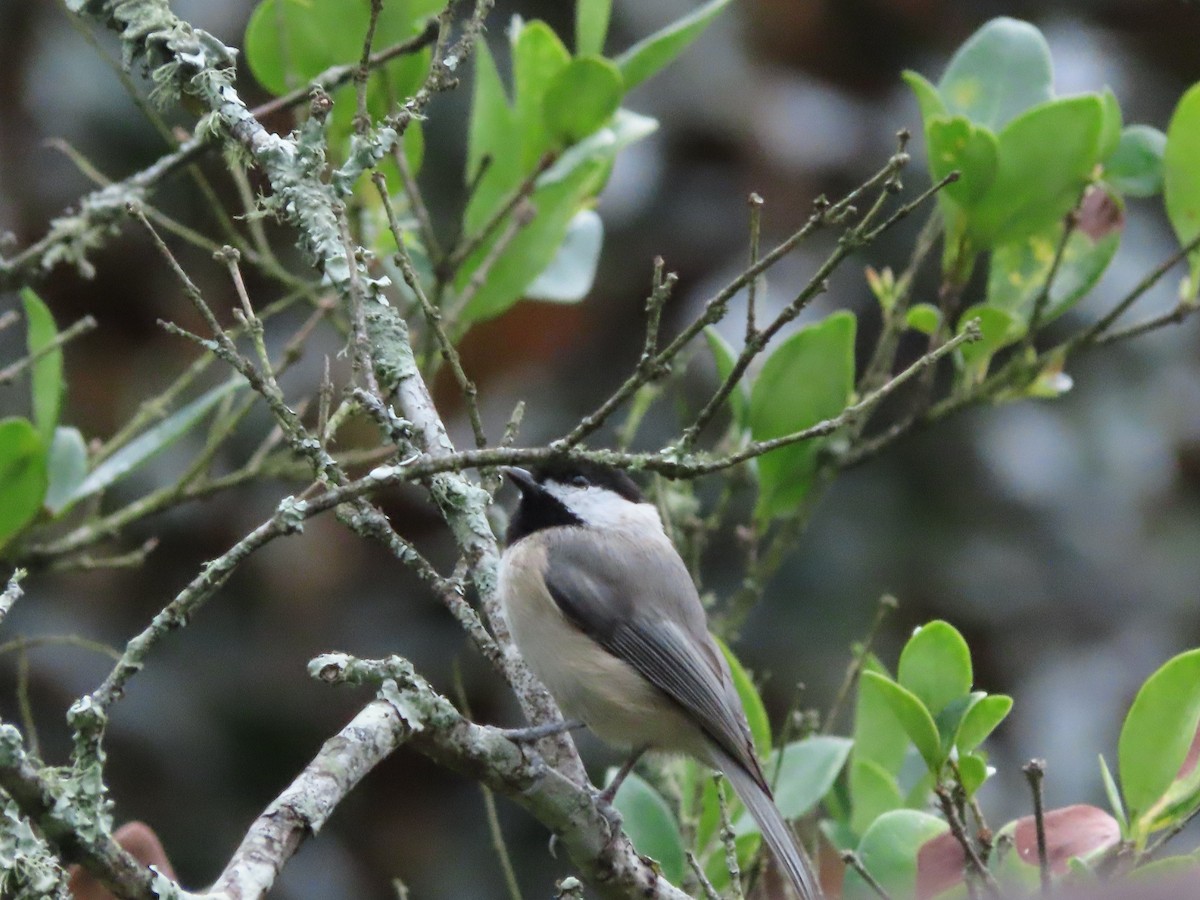 Carolina Chickadee - ML644093186