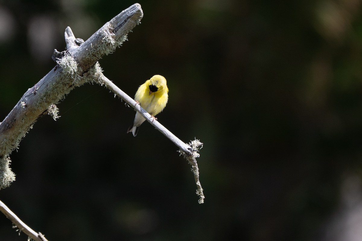 American Goldfinch - ML644093211