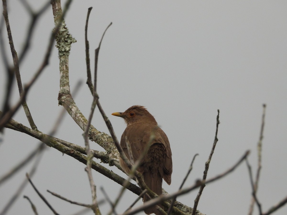 Zorzal Ecuatoriano - ML644093216