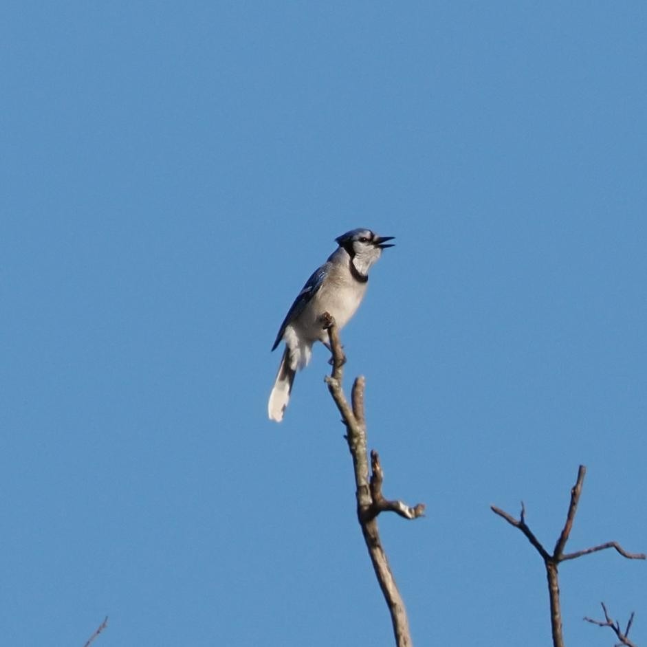 Blue Jay - ML644093219