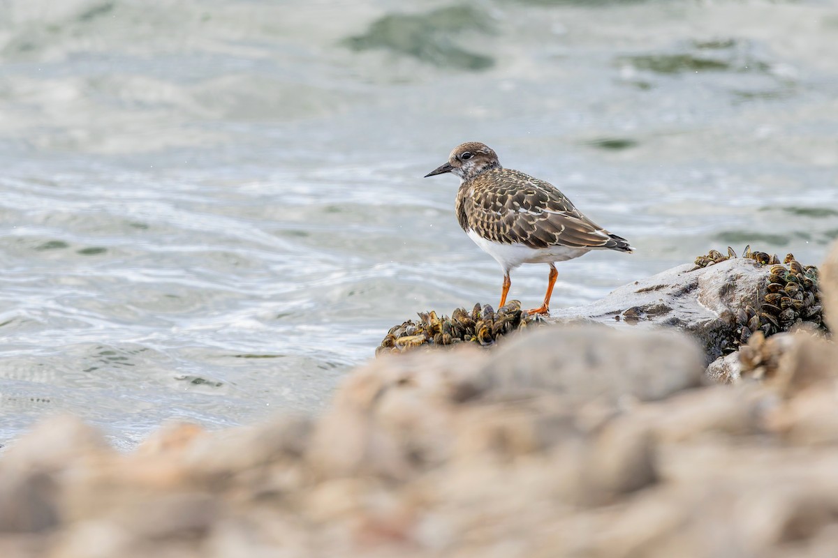 Ruddy Turnstone - ML644093231