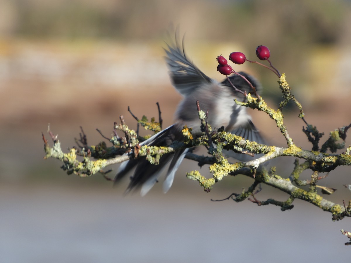 Long-tailed Tit - ML644093236