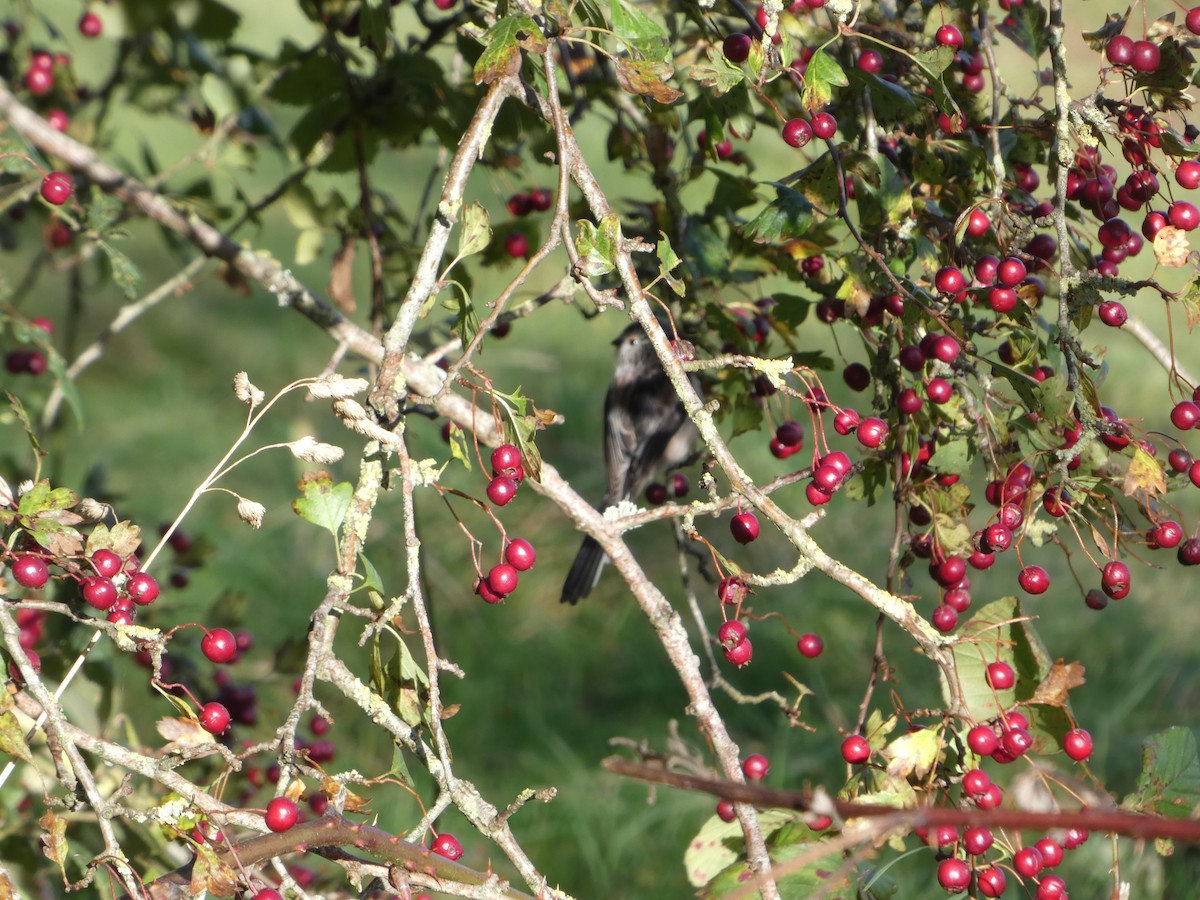 Long-tailed Tit - ML644093237