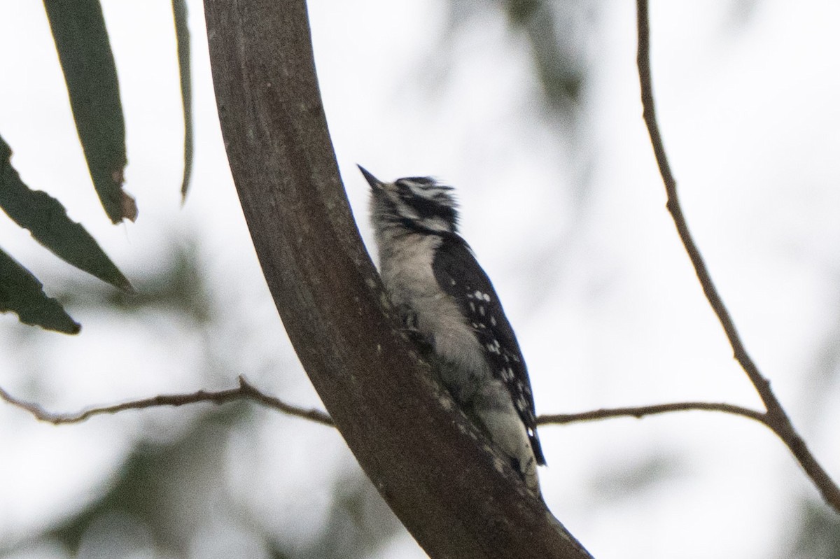 Downy Woodpecker (Pacific) - ML644093246