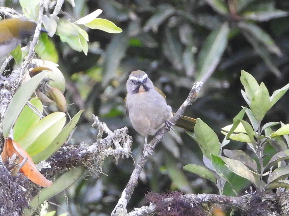 Pepitero Gorjicanelo - ML644093250