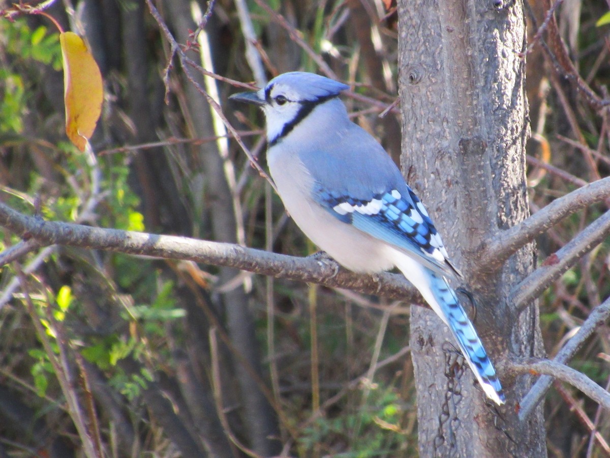 Blue Jay - ML644093258