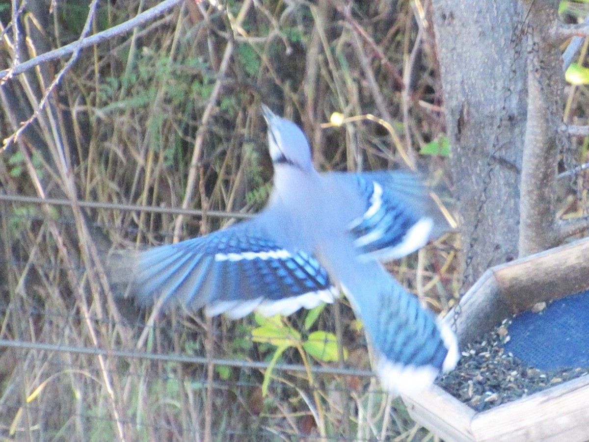 Blue Jay - ML644093266