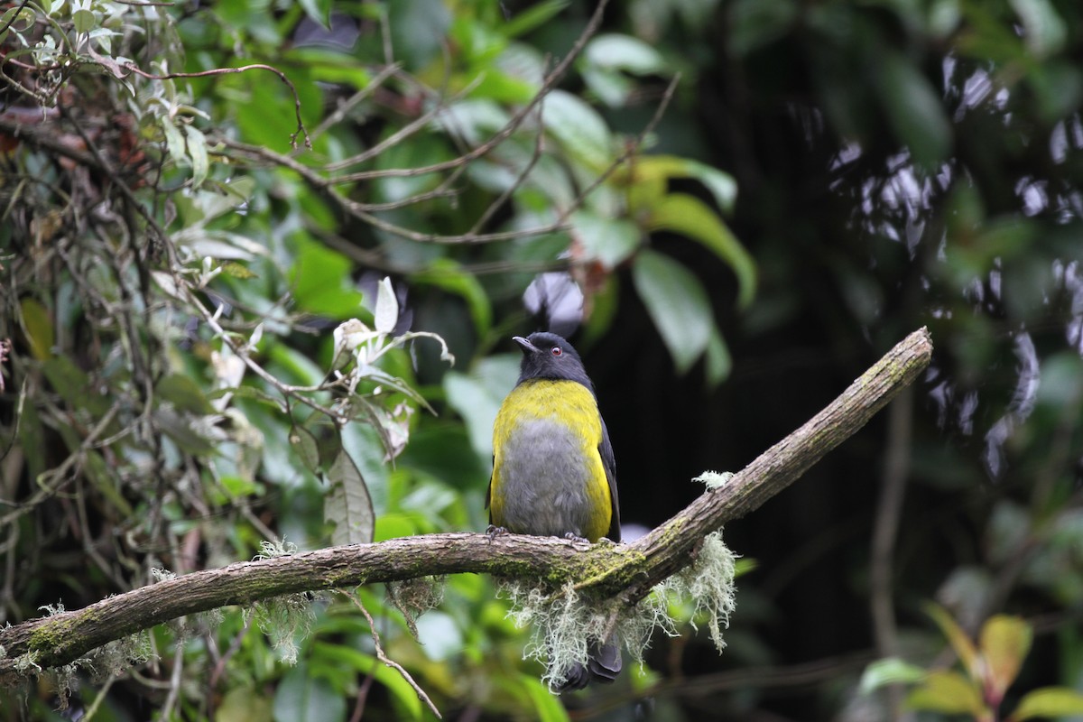 Black-and-yellow Silky-flycatcher - ML644093277