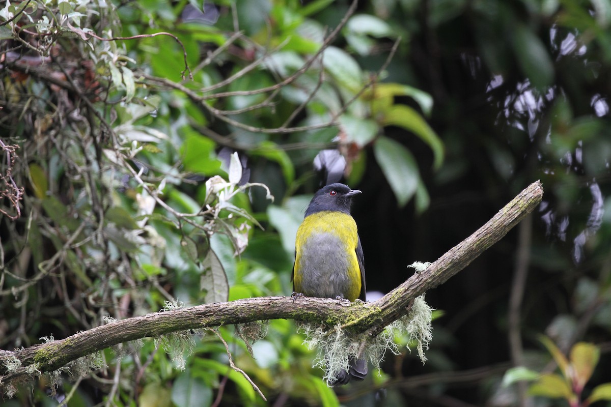 Black-and-yellow Silky-flycatcher - ML644093278