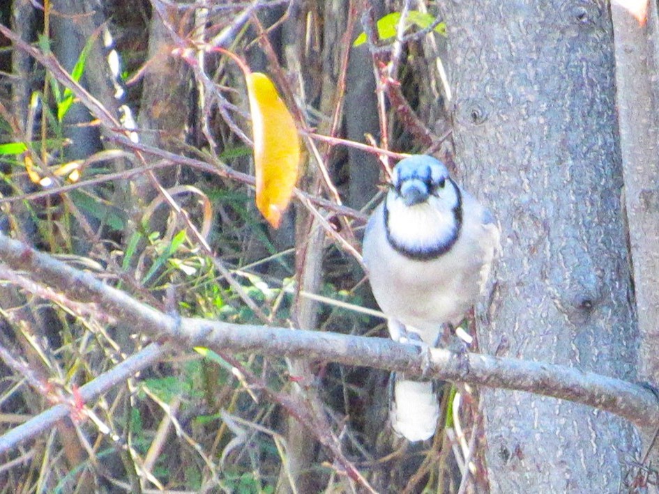 Blue Jay - ML644093282