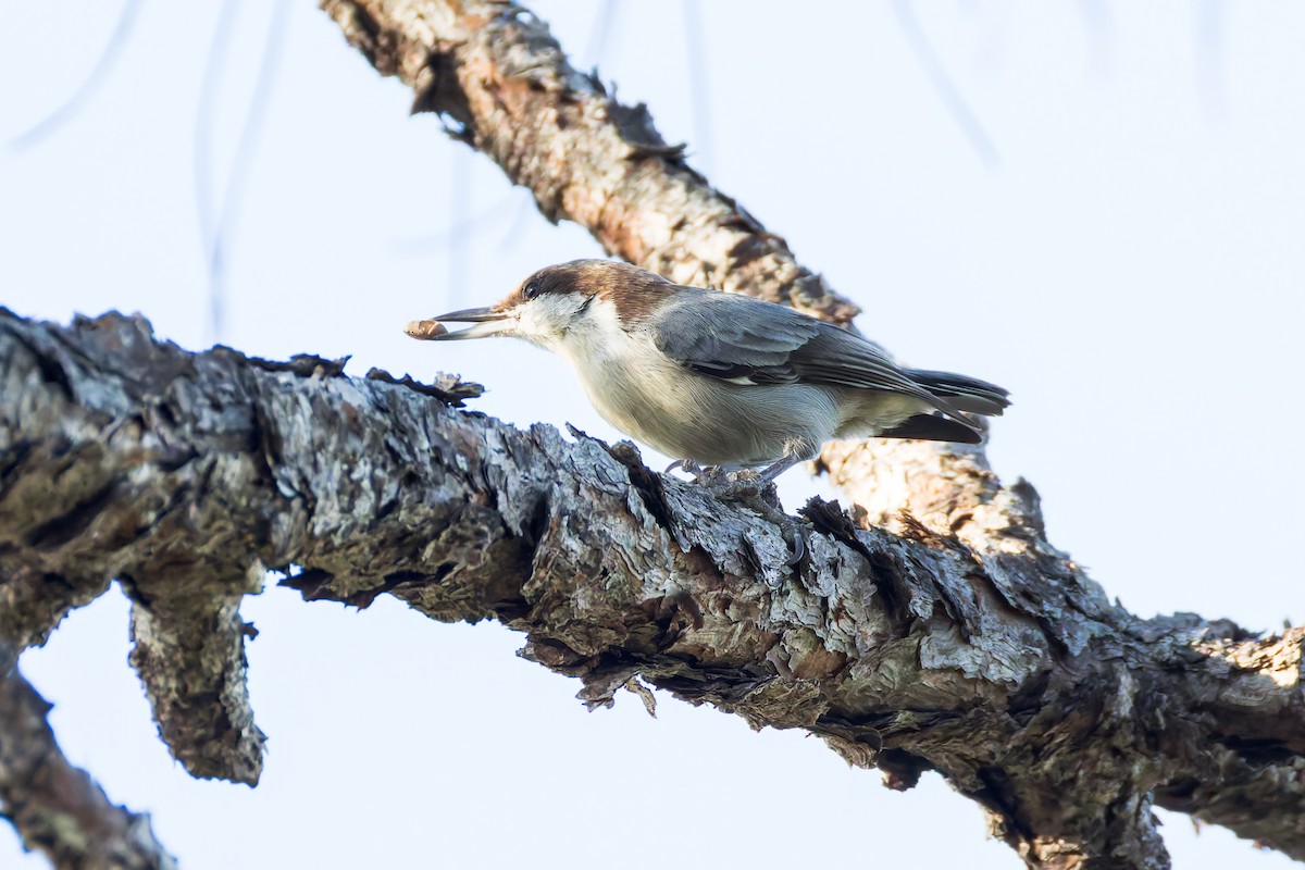 Brown-headed Nuthatch - ML644093287