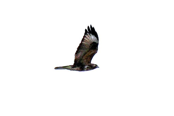 עקב יפני - ML644093310