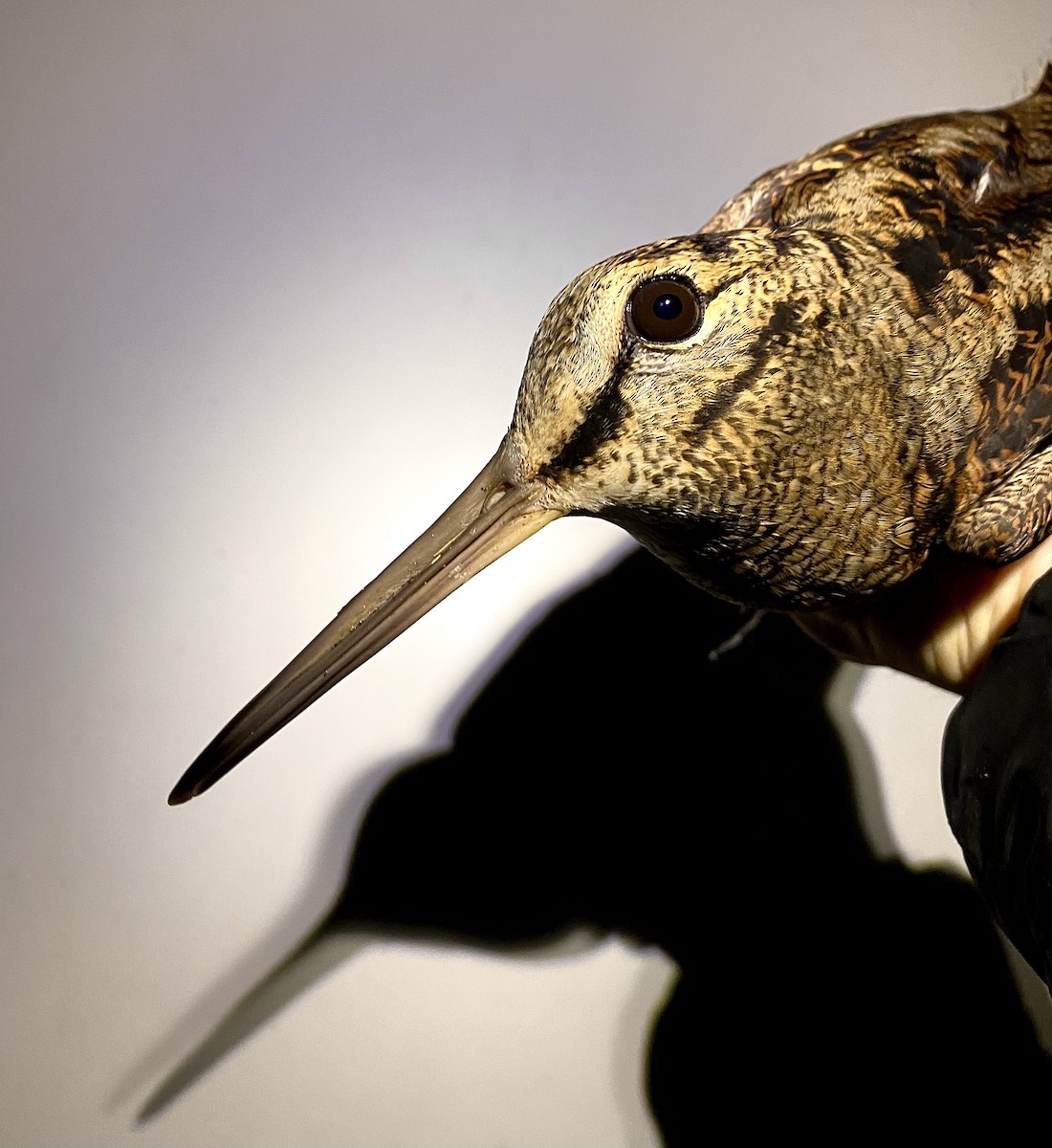 Eurasian Woodcock - ML644093311