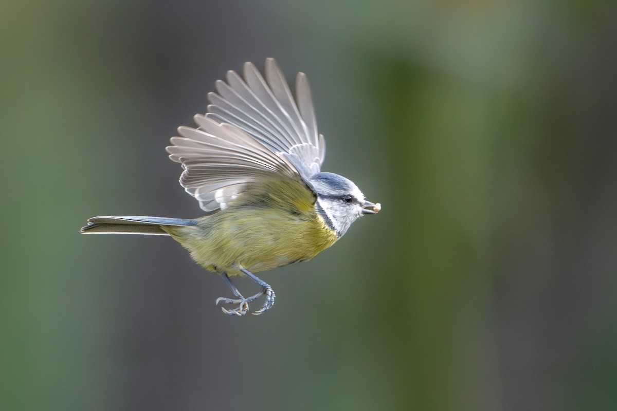 Eurasian Blue Tit - ML644093312