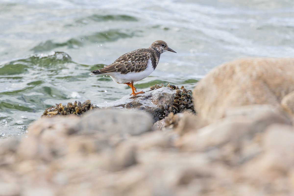Ruddy Turnstone - ML644093318