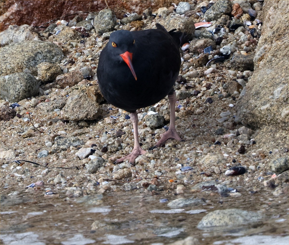 Black Oystercatcher - ML644093323