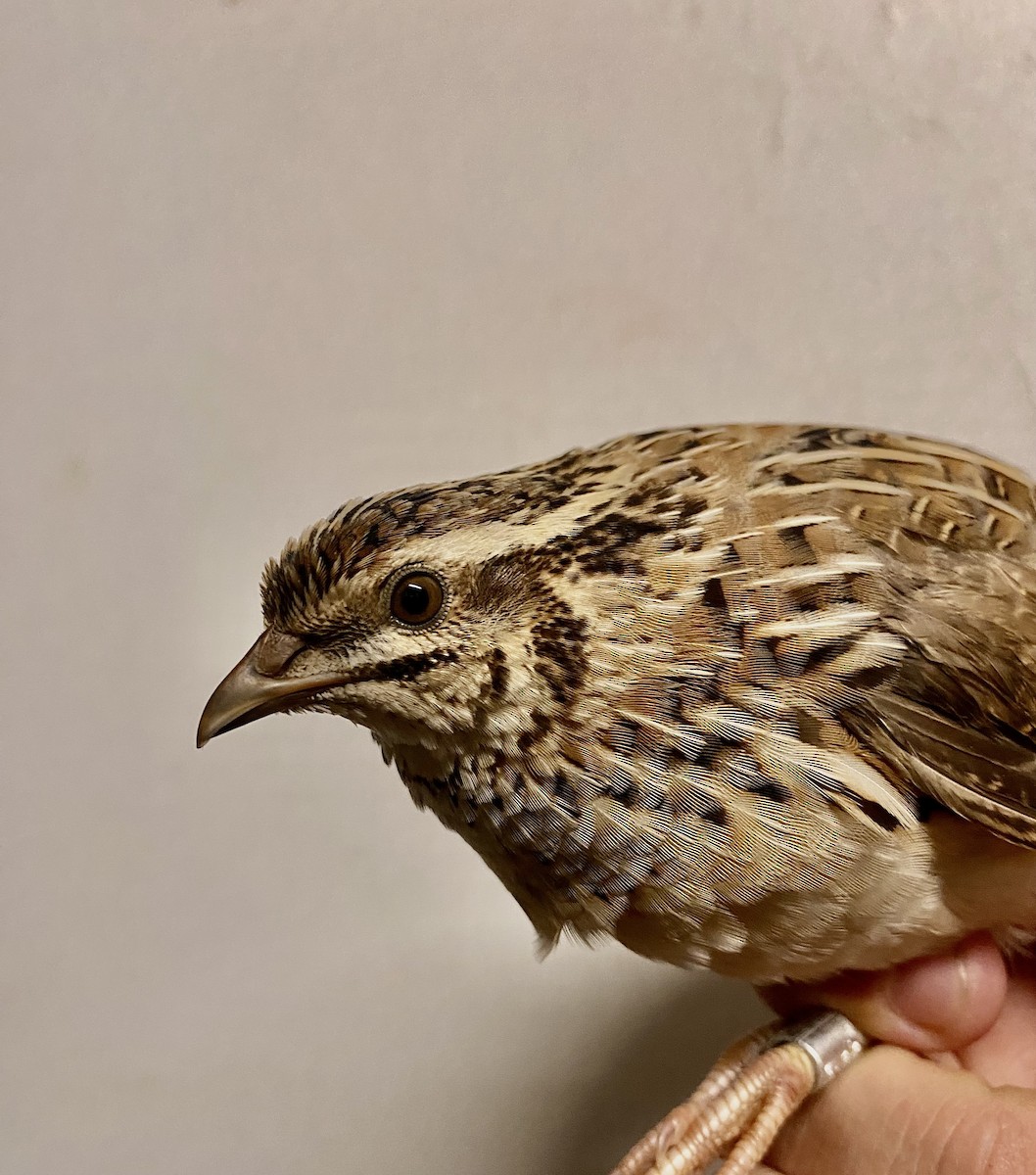 ヨーロッパウズラ - ML644093341