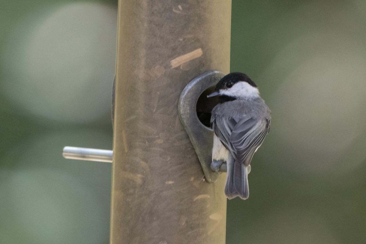 Carolina Chickadee - ML644093354