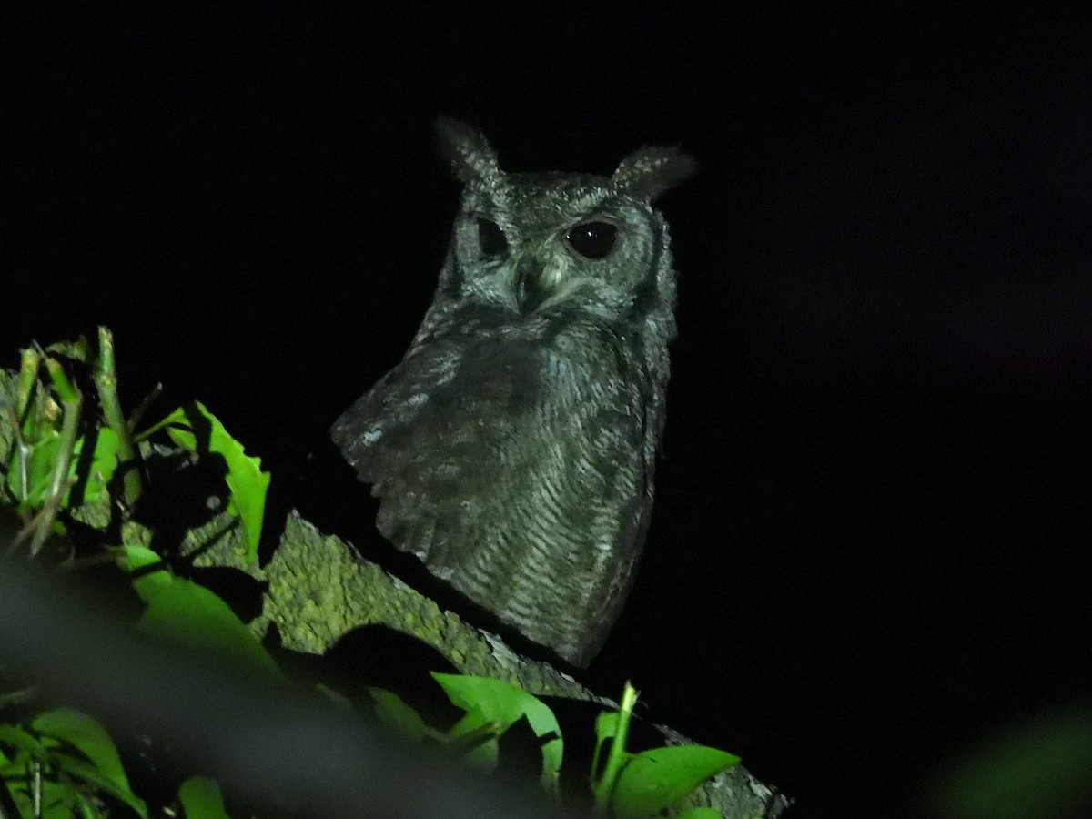 Grayish Eagle-Owl - ML644093355