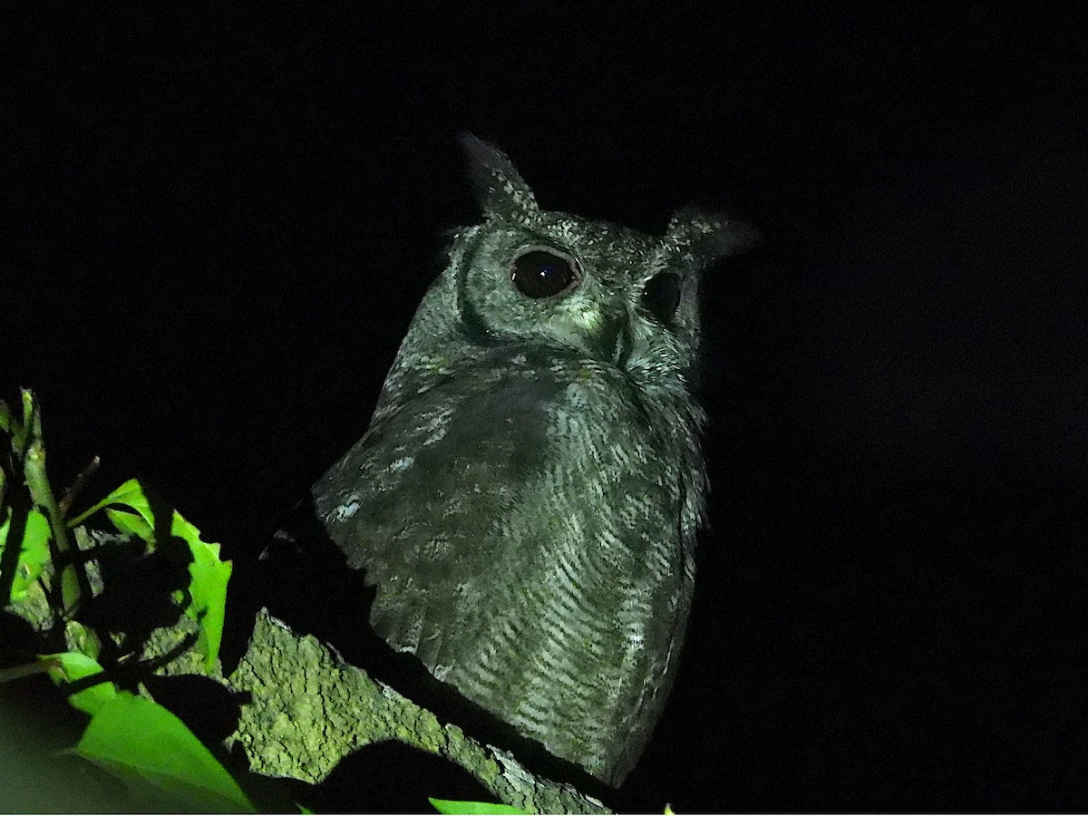 Grayish Eagle-Owl - ML644093356