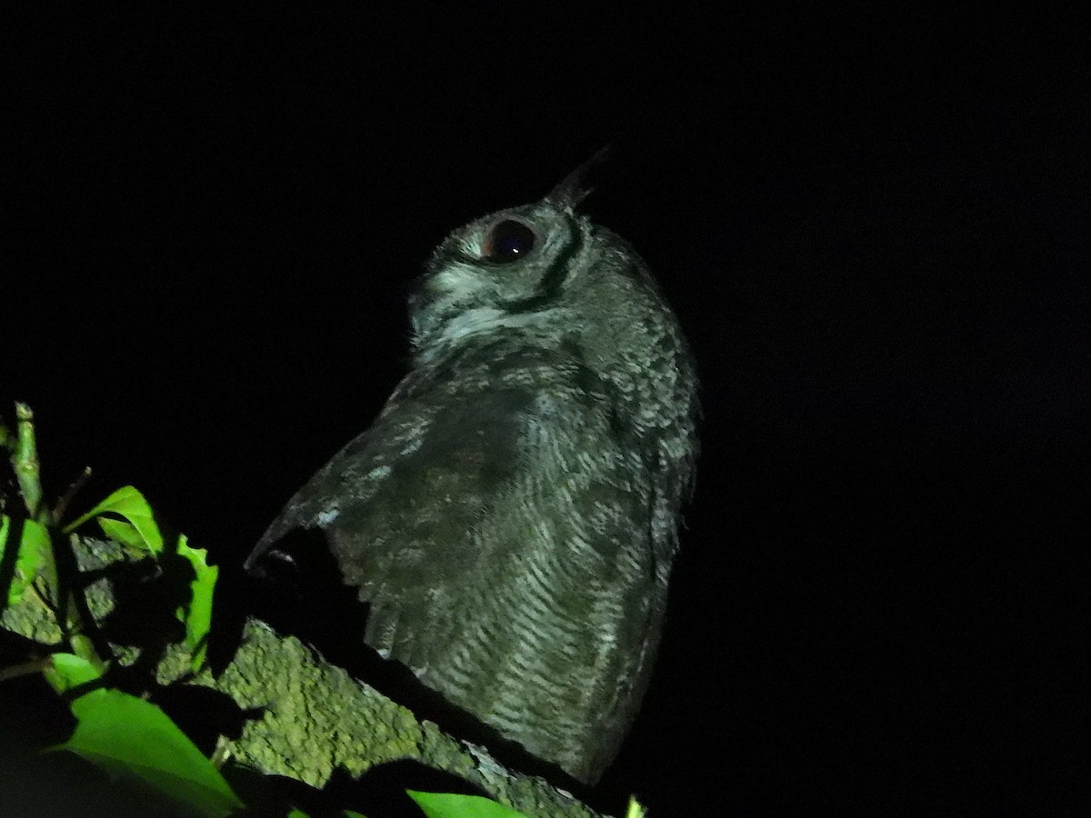 Grayish Eagle-Owl - ML644093357