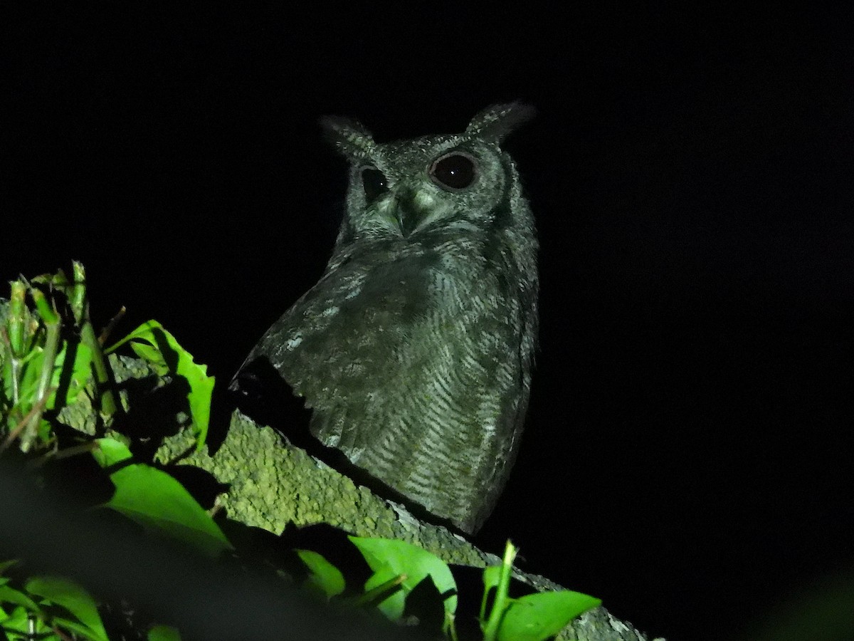 Grayish Eagle-Owl - ML644093358